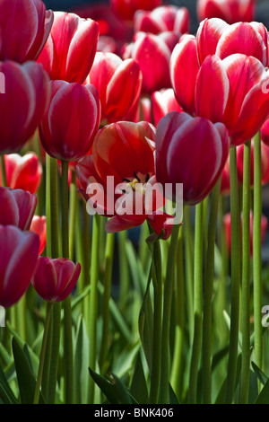 Tulip Time Festival Dutch Holland Michigan in den USA rote Tulpen Leen van der Merk Blüten von unter niedrigen Winkel Hintergründe luxuriöse Premium Hi-res Stockfoto