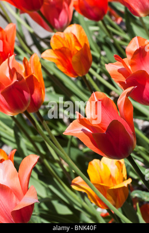Tulip Time Festival Dutch Holland Michigan in den USA US Tulpen orange Marjolein Blüten oben sehr hochauflösendes vertikales Format Hi-res Stockfoto