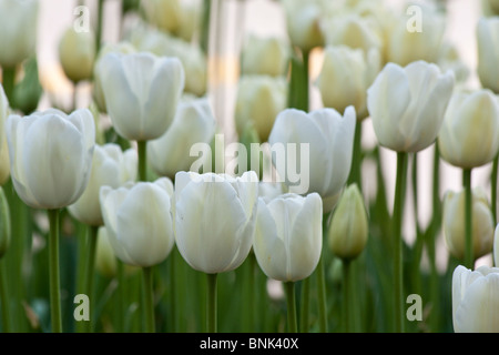 WhiteTulip Triumphator schöne Blumen Unschärfe Hintergrund Nahaufnahme von oben große hochauflösende Holland Michigan MI in USA horizontale Hi-res Stockfoto