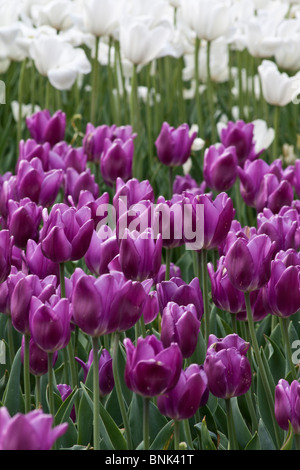 Tulip Time Festival Dutch Holland Michigan lila Tulpen oben von oben schöne Blumen Unschärfe Hintergrund vertikales Format in USA USA Hi-res Stockfoto