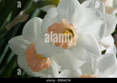 Weiß Narzissen schöne Blumen Vorderansicht verschwommener Hintergrund Stillleben Rahmen Nahaufnahme verschwommener Hintergrund in den USA US niemand horizontal Hi-res Stockfoto