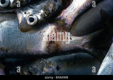 SHELLTOWN, MD, USA - 1997/09/25: Menhaden Fisch mit offenen Wunden aus dem Fleisch essen Pfiesteria Seuchenausbruch in der Pocomoke River entlang der Chesapeake Bay 25. September 1997 in Shelltown, Maryland. Der Ausbruch verursacht einen Verlust von $ 43 Mio. Dollar in Angeln Einnahmen und wird geglaubt, durch den Abfluss von hühnermist von Farmen in der Umgebung verursacht werden. (Foto von Richard Ellis) Stockfoto