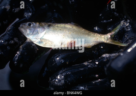 SHELLTOWN, MD, USA - 1997/09/25: Ein meeresbiologe hält eine Menhaden Fisch mit offenen Wunden aus dem Fleisch essen Pfiesteria Seuchenausbruch in der Pocomoke River entlang der Chesapeake Bay 25. September 1997 in Shelltown, Maryland. Der Ausbruch verursacht einen Verlust von $ 43 Mio. Dollar in Angeln Einnahmen und wird geglaubt, durch den Abfluss von hühnermist von Farmen in der Umgebung verursacht werden. (Foto von Richard Ellis) Stockfoto