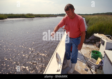 SHELLTOWN, MD, USA - 1997/09/25: ein Forscher für die Maryland Abteilung der natürlichen Ressourcen nimmt Menhaden Fisch auf Anzeichen für das Fleisch essen Pfiesteria Krankheit im Pocomoke River entlang der Chesapeake Bay 25. September 1997 in Shelltown, Maryland. Der Ausbruch verursacht einen Verlust von $ 43 Mio. Dollar in Angeln Einnahmen und wird geglaubt, durch den Abfluss von hühnermist von Farmen in der Umgebung verursacht werden. (Foto von Richard Ellis) Stockfoto