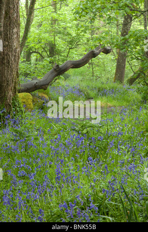 St. Loy Bluebells im Frühjahr; Cornwall Stockfoto