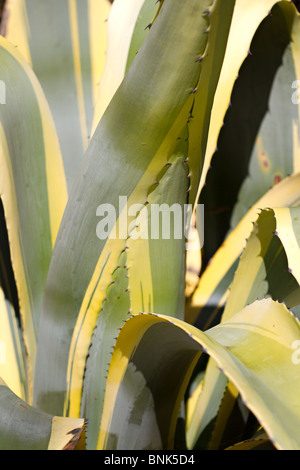 Nahaufnahme der saftigen Blätter der Agave (Agave americana 'Variegata') Stockfoto