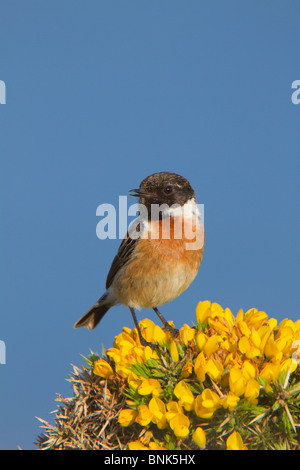 Schwarzkehlchen; Saxicola Torquata; Mann auf Ginster Stockfoto