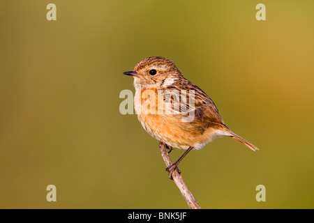 Schwarzkehlchen; Saxicola Torquata; Weiblich Stockfoto