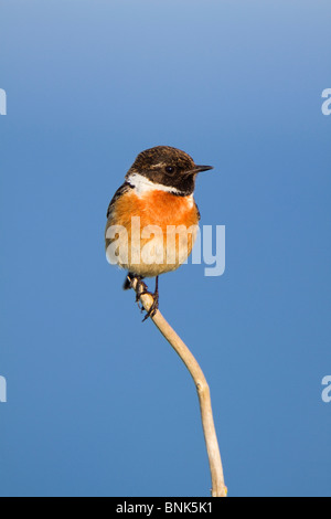 Schwarzkehlchen; Saxicola Torquata; Männlich Stockfoto