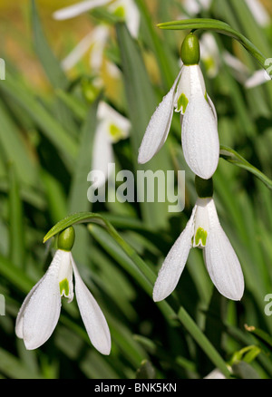 In der Nähe der hübschen weißen Schneeglöckchen (Galanthus) in der Blüte im Frühjahr in Sussex, UK Stockfoto