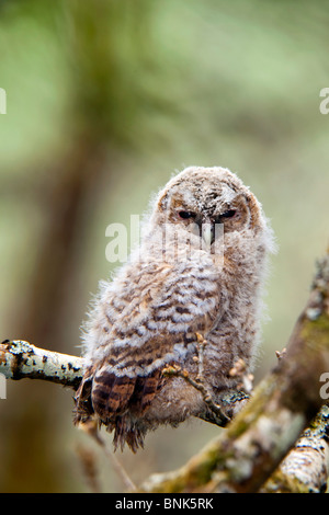 Waldkauz; Strix Aluco; Juvenile Verzweigung; Cornwall Stockfoto