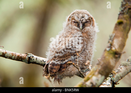 Waldkauz; Strix Aluco; Juvenile Verzweigung; Cornwall Stockfoto