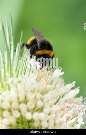 Bombus hortorum und Dipsacus laciniatus. Bumble Bee Fütterung auf weißen Karde Blumen Stockfoto