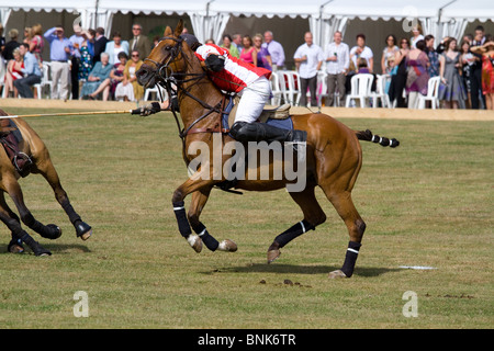 Pferd Polo match bei Glanusk Estate in Wales. England Vs Wales Stockfoto