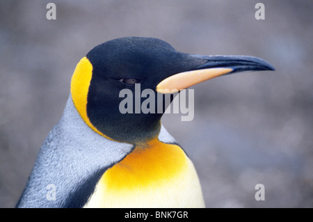 Orange Gefieder am Kopf und Brust, obere identifizieren Königspinguine, wie diese auf Südgeorgien Insel im Atlantischen Ozean nahe der Antarktis. Stockfoto