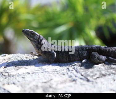 Leguan ruht auf Felsen, Tulum, Quintana Roo Zustand, Mexiko Stockfoto