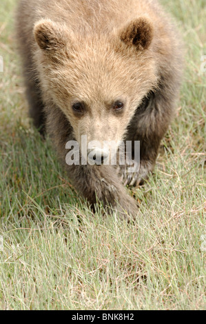 Stock Foto Nahaufnahme Bild eine Alaskan Küsten Brown Bear Cub. Stockfoto