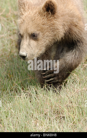 Stock Foto Nahaufnahme Bild eine Alaskan Küsten Brown Bear Cub. Stockfoto