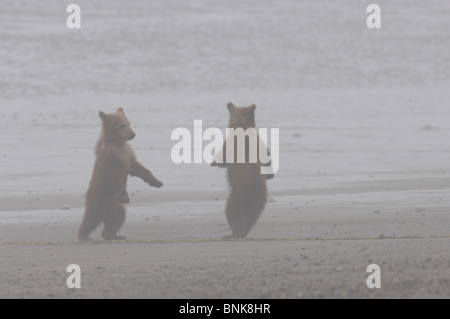 Stock Foto von zwei Alaskan Küsten Braunbär jungen tanzen am Strand im Nebel. Stockfoto