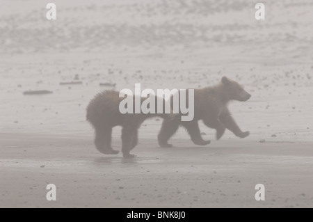 Stock Foto von zwei Alaskan Braunbär jungen laufen auf einen Strand im Nebel. Stockfoto