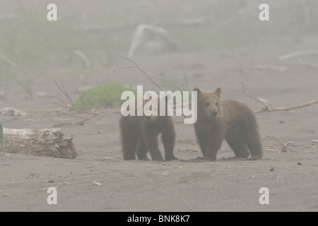 Stock Foto von zwei Alaskan Braunbär jungen zusammen an einem Strand im Nebel stehen. Stockfoto