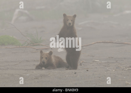 Stock Foto von zwei Alaskan Braunbär jungen zusammen an einem Strand im Nebel stehen. Stockfoto