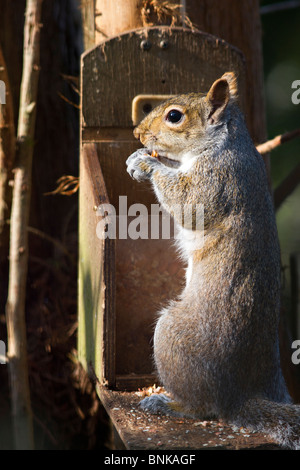West Sussex, UK. Eine einzige graue Eichhörnchen (sciurus Carolinensis selbst helfen, Erdnüsse aus einem speziellen Holz- squirrel Feeder) Stockfoto