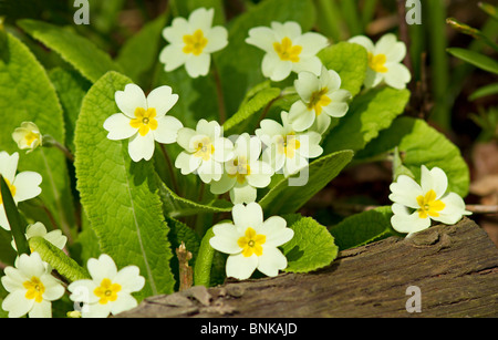 In der Nähe der Gelb Frühling Primeln (Primula vulgaris) in voller Blüte auf Log in Englisch Woodland Stockfoto