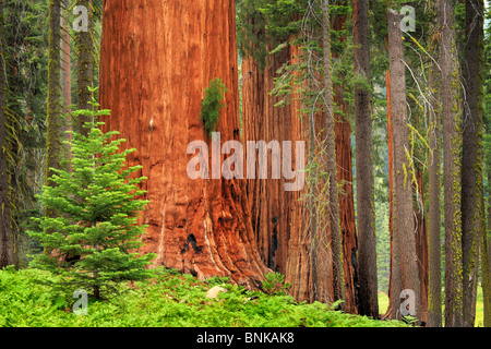 Sequoia und König-Canyon-Nationalpark Stockfoto