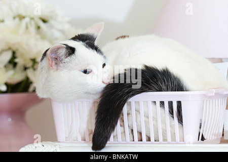 Junge schwarz-weisse Katze (Felis catus) eingerollt im Korb Stockfoto