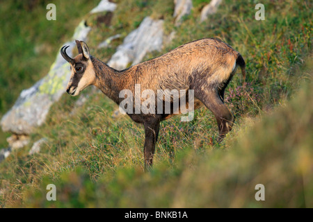 Alpen Bergfauna Bergfauna Chamois Hochgebirge Berg Berg Pflanzenwelt Bern Berner Oberland Gämsen fauna Stockfoto