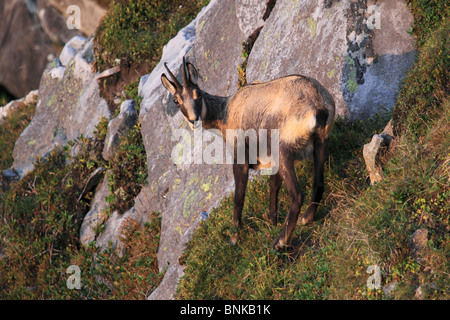 Alpen Bergfauna Bergfauna Chamois Hochgebirge Berg Berg Pflanzenwelt Bern Berner Oberland Gämsen fauna Stockfoto