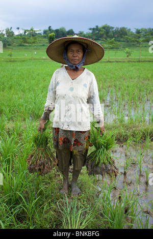 Porträt des asiatischen Bauern Pflanzen Reis in Caruban Dorf, Ost-Java, Indonesien Stockfoto