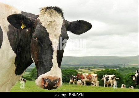 Molkerei holstein Kuh, Kühe Stockfoto