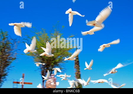 Tauben im Flug Stockfoto