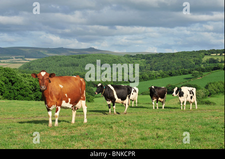 Milchkühe weiden in devon Stockfoto