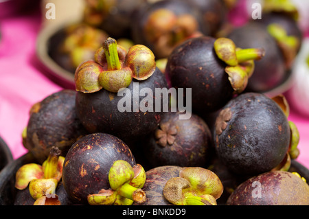 Süße lila Mangostanfrüchte, tropischen Früchten stammt von Sunda-Inseln, Indonesien, Südostasien Stockfoto