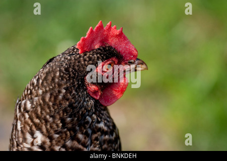 Ein Huhn in einer landwirtschaftlichen Umgebung in devon Stockfoto