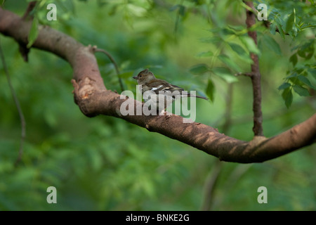 Eine weibliche Buchfink Fringilla Coelebs sitzt auf einem Ast in einem Waldgebiet Stockfoto