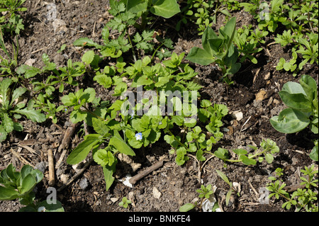 Breitblättrigen Unkräuter unter junge Bohnen im Garten Gemüsebeet, Devon Stockfoto