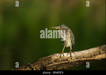 Juvenile gestreift Heron, auch als Mangrove Reiher und Green-backed Heron bekannt. Pongola, Kwazulu Natal, Südafrika Stockfoto