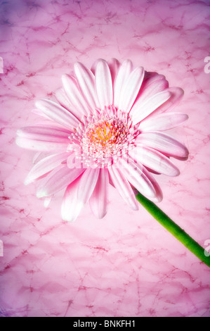 eine rosa Blume der Gerber vor einem rosa Hintergrund Stockfoto
