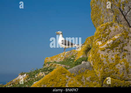 Geringerem Black-backed Gull, große Saltee Bird Reserve, die Saltee Inseln, County Wexford, Irland Stockfoto