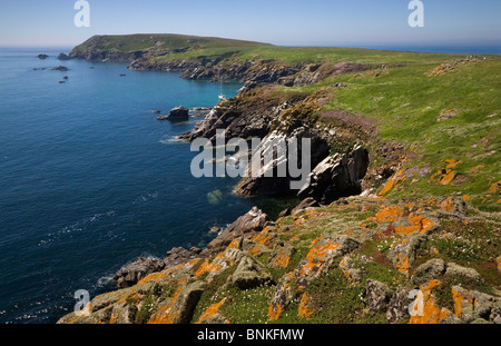 Große Saltee Insel Vogelschutzgebiet, die Saltee Inseln, County Wexford, Irland Stockfoto