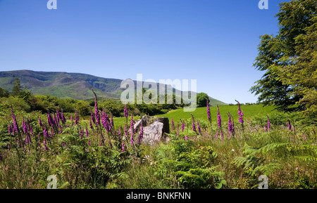 Fingerhut auf Croaghaun, Comeragh Mountains, County Waterford, Irland Stockfoto