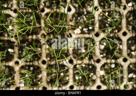 Zwiebel Sämlinge von oben in ein Fach Das Fach hilft nicht die Wurzeln beim Umpflanzen Beschädigung zu sehen. Pongola, Kwazulu Natal, Südafrika Stockfoto