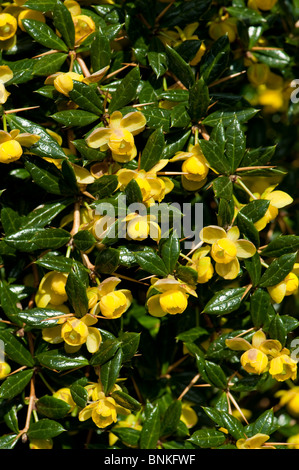 Berberitze (Berberis Verruculosa) blass gelben Blüten auf dunkelgrünem immergrünen Laub Stockfoto