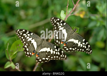 Paar Citrus Schwalbenschwänze auf ruht auf einem Zweig, fotografiert mit der selektiven Fokussierung. iSimangaliso Wetland Park, St. Lucia, Kwazulu Natal. Stockfoto