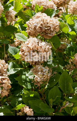 Alten Flowerheads von Hydrangea Macrophylla im Frühjahr Stockfoto