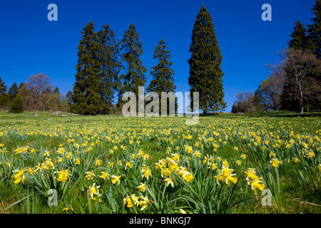 Vue des Alpes Schweiz Kanton Neuenburg Alp Wiese Blumen Narzissen, die Bäume Frühling Stockfoto